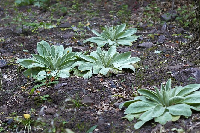 Am Braunsteinhaus (Foto: nnz) Am Braunsteinhaus (Foto: nnz)