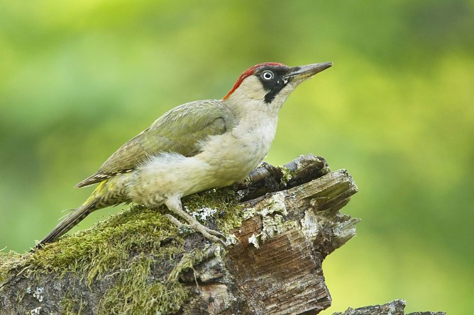 Gr&uuml;nspecht (Foto: NABU/Rosl R&ouml;ssner)