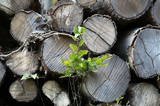 Am Braunsteinhaus (Foto: nnz) Am Braunsteinhaus (Foto: nnz)