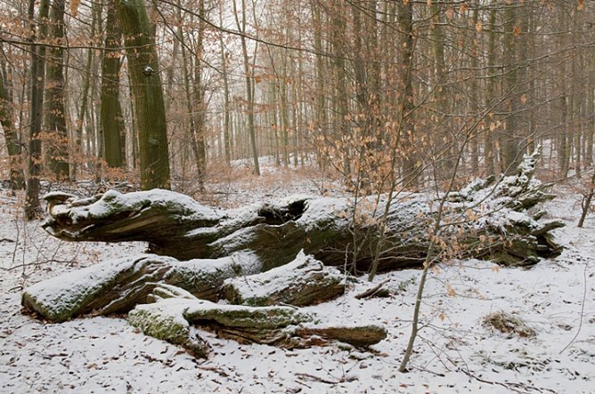 Auf winterlicher Spurensuche (Foto: Hohe Schrecke)