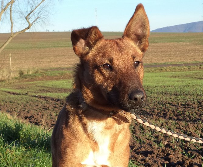 Willi (Foto: C. Knust) Willi (Foto: C. Knust)