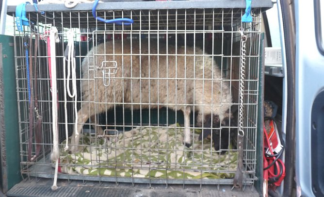 Schaf im &Ouml;stertal eingefangen (Foto: Karl-Heinz Herrmann)
