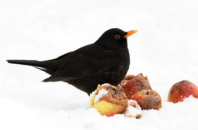 Amsel (Foto: Frank Derer)