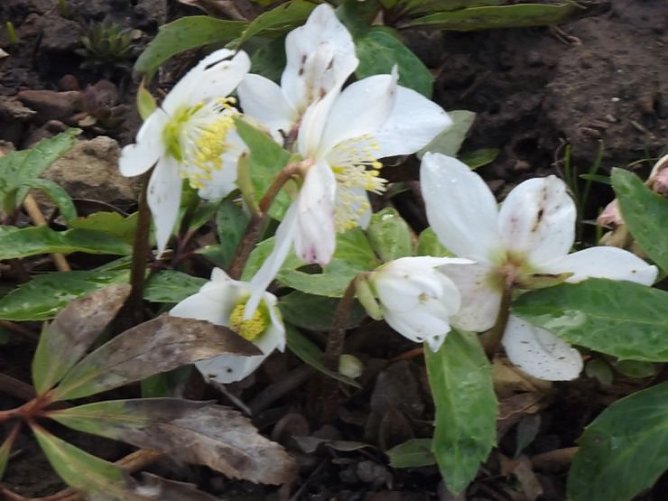 War’s das jetzt mit dem Winter?! (Foto: Thomas Leipold) War’s das jetzt mit dem Winter?! (Foto: Thomas Leipold)