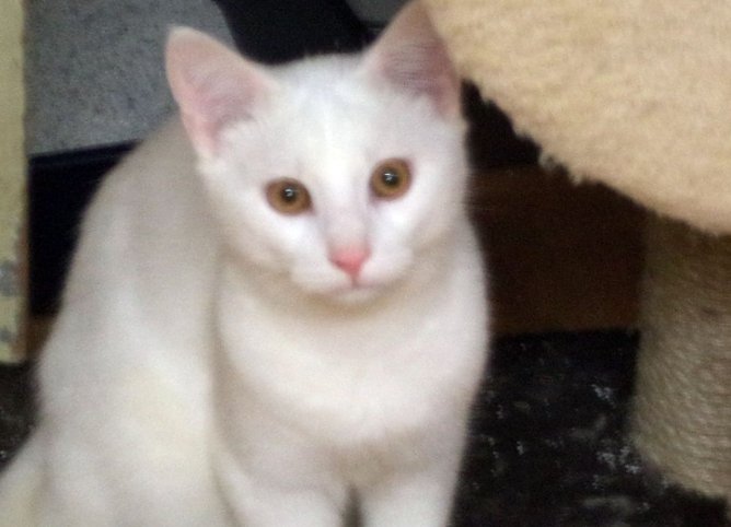 Flocke (Foto: C. Knust) Flocke (Foto: C. Knust)