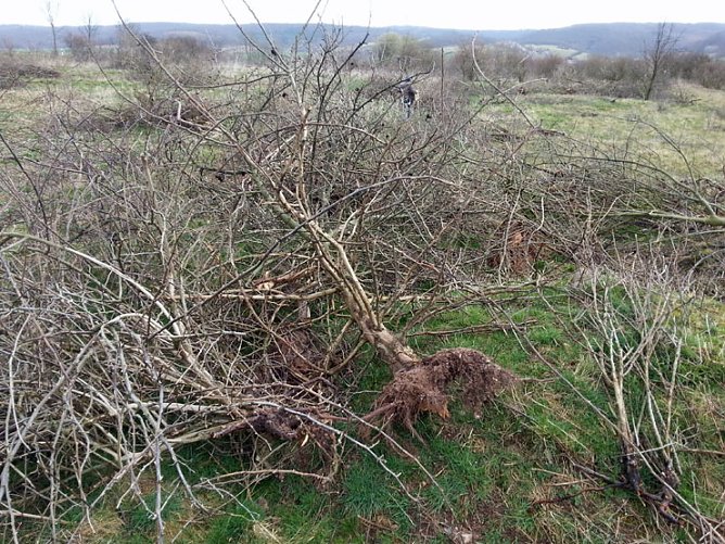 NABU-Arbeitseinsatz (Foto: NABU Kyffh&auml;userkreis)