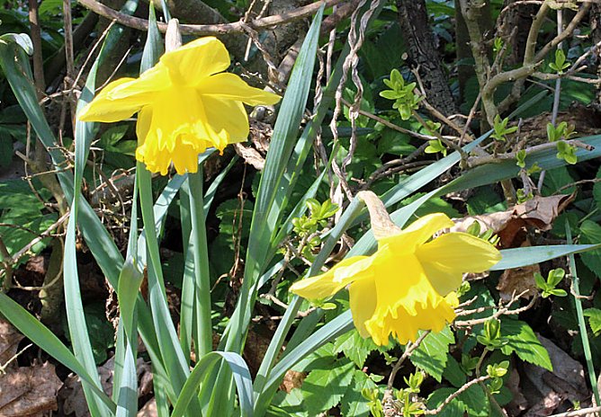 Was nicht alles blüht! (Foto: Karl-Heinz Herrmann) Was nicht alles blüht! (Foto: Karl-Heinz Herrmann)