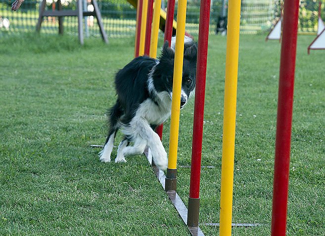 Agility – Es geht wieder los… (Foto: Olivia Heinzel) Agility – Es geht wieder los… (Foto: Olivia Heinzel)