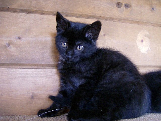 Brief einer Katze (Foto: Gnadenhof Sondershausen)