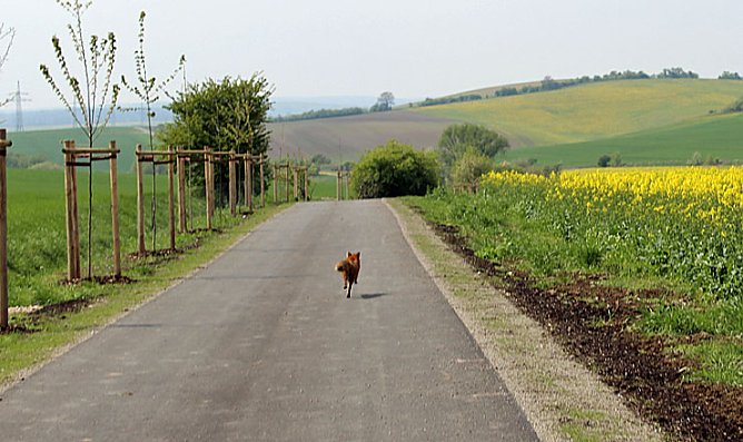Sieg nach Punkten für kn (Foto: Karl-Heinz Herrmann) Sieg nach Punkten für kn (Foto: Karl-Heinz Herrmann)
