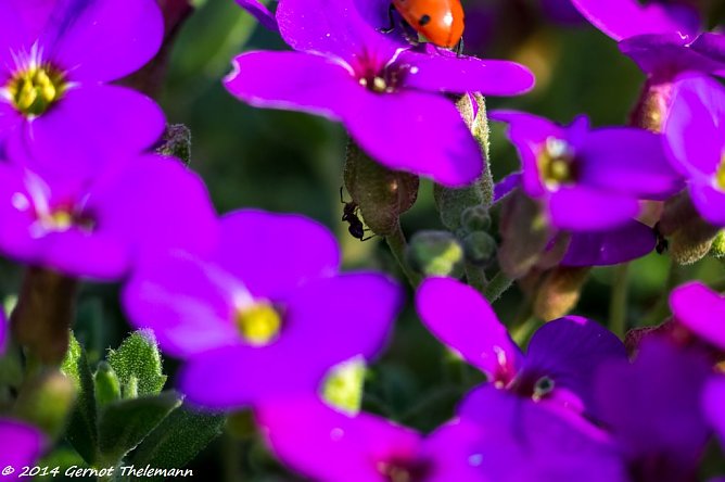 Wetter-Bild (Foto: Gernot Thelemann)
