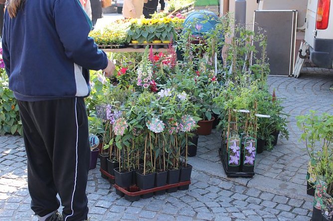 Pflanzen &uuml;ber Pflanzen (Foto: Karl-Heinz Herrmann)