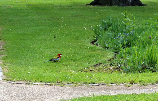 Papageien in Bad Frankenhausen (Foto: Karl-Heinz Herrmann)