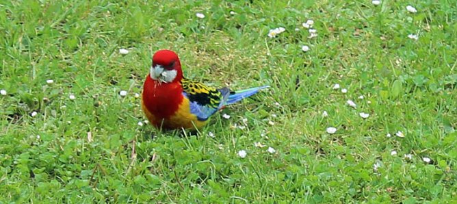 Papageien in Bad Frankenhausen (Foto: Karl-Heinz Herrmann)