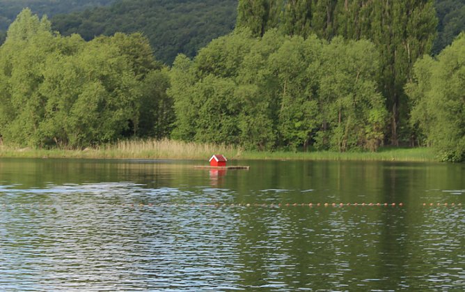 Schwanenhals (Foto: Karl-Heinz Herrmann)