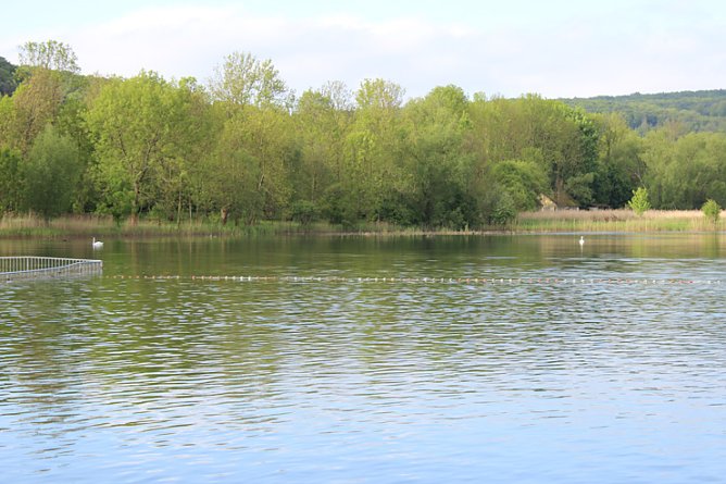 Schwanenhals (Foto: Karl-Heinz Herrmann)