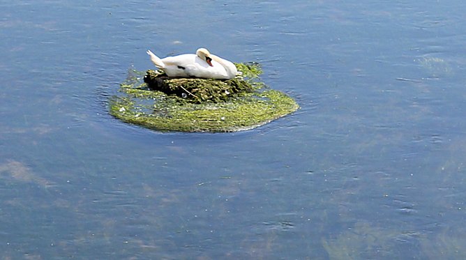Ruheinsel gefunden (Foto: Karl-Heinz Herrmann)