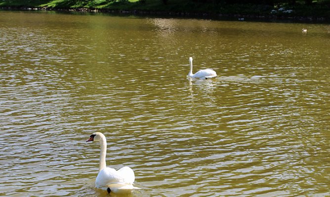 Schw&auml;ne (Foto: Karl-Heinz Herrmann)