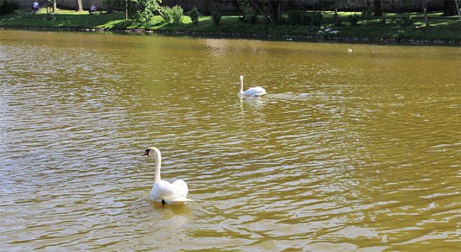 Die Schw&auml;ne geh&ouml;ren zu Sondershausen (Foto: Karl-Heinz Herrmann)