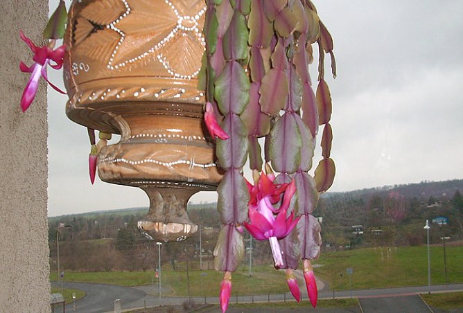 Weihnachtskaktus (Foto: Karl-Heinz Herrmann) Weihnachtskaktus (Foto: Karl-Heinz Herrmann)