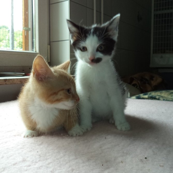 Geschwister Franz und Franzi (Foto: Cornelia Knust)