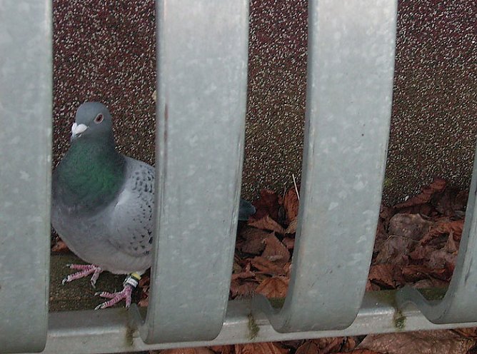 Frierende Taube (Foto: Karl-Heinz Herrmann) Frierende Taube (Foto: Karl-Heinz Herrmann)
