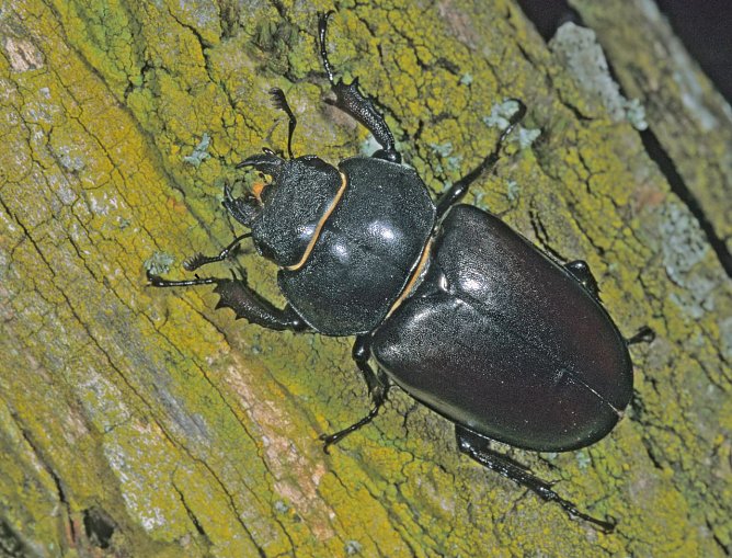 weiblicher Hirschkäfer (Foto: NABU Thürignen) weiblicher Hirschkäfer (Foto: NABU Thürignen)