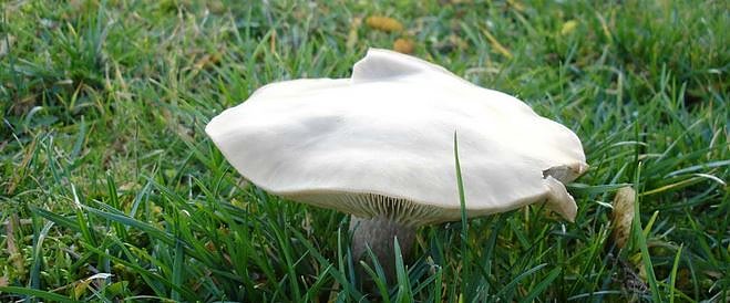 Pilz (Foto: Karl-Heinz Herrmann)