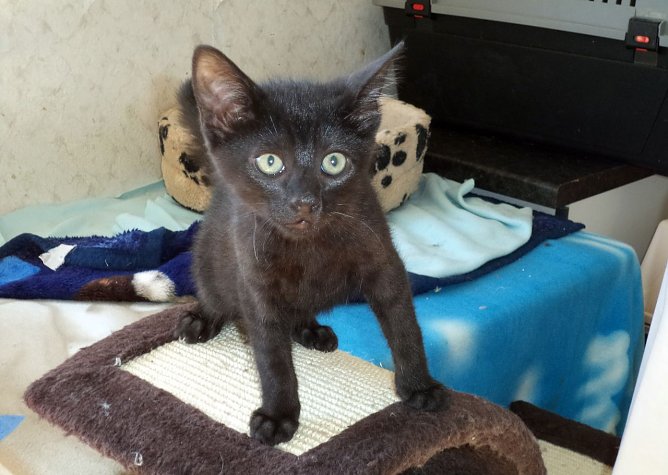 Einer von Drei (Foto: C. Knust) Einer von Drei (Foto: C. Knust)