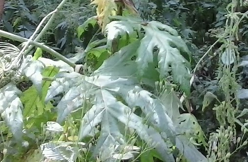 Aufpassen am Wanderweg (Foto: Karl-Heinz Herrmann) Aufpassen am Wanderweg (Foto: Karl-Heinz Herrmann)