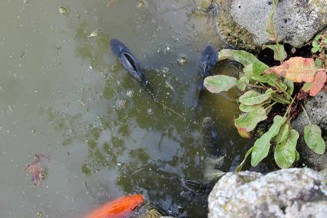 Nur Vermutungen (Foto: Karl-Heinz Herrmann) Nur Vermutungen (Foto: Karl-Heinz Herrmann)