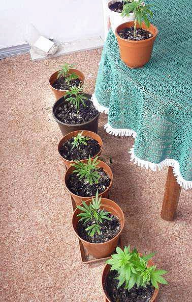 Cannabisanbau im Kleingarten (Foto: Polizeiinspektion Kyffh&auml;user)