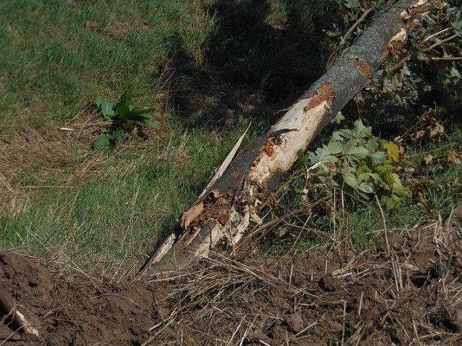 Alleeb&auml;ume haben viele Aufgaben (Foto: NABU Kyffh&auml;userkreis)