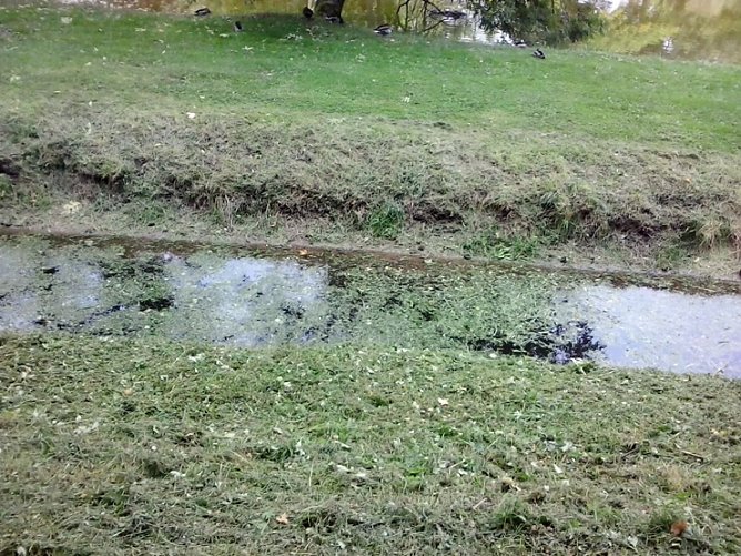 Schlechtes Wasser wegen Grasmahd? (Foto: privat)