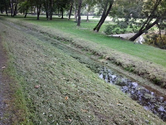 Schlechtes Wasser wegen Grasmahd? (Foto: privat)