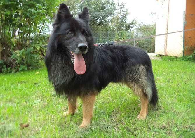 Jack (Foto: C. Knust)