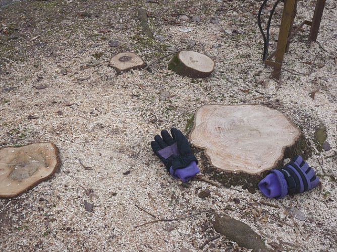 Baumf&auml;llen am Parkteich (Foto: Karl-Heinz Herrmann)