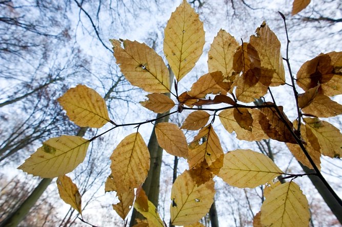 Herbstliche Naturführungen in der Hohen Schrecke (Foto: Thomas Stephan) Herbstliche Naturführungen in der Hohen Schrecke (Foto: Thomas Stephan)