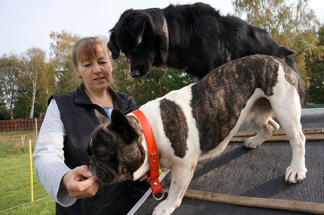 Hundeschule (Foto: Sandra Witzel) Hundeschule (Foto: Sandra Witzel)