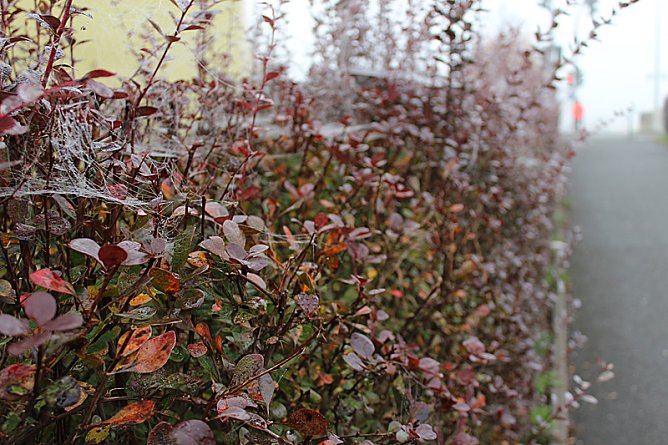 Filigranes aus Sondershausen (Foto: Karl-Heinz Herrmann)