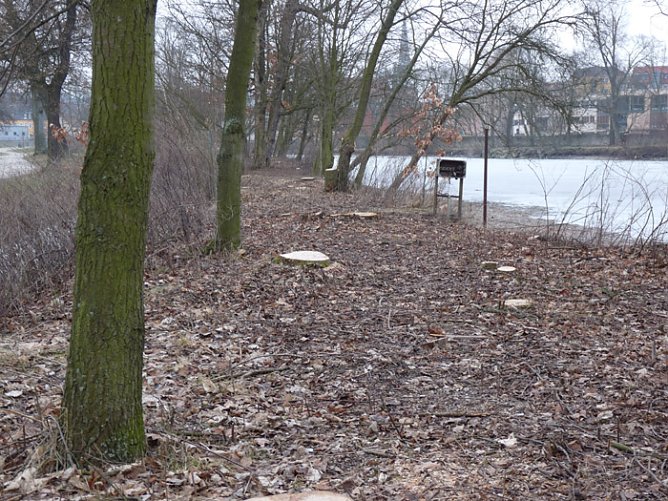 Baumf&auml;llen am Parkteich (Foto: Karl-Heinz Herrmann)