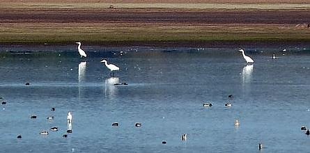 Kranichtour nach Kelbra (Foto: Karl-Heinz Herrmann)