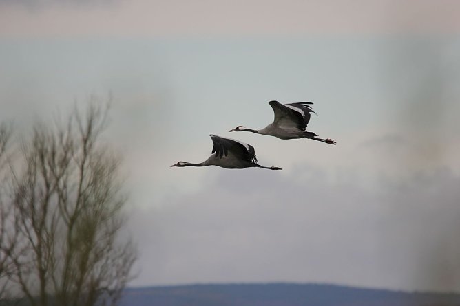 Am 5. Dezember wurde die letzte Ablenkf&uuml;tterung der Kraniche am Helmestausee durchgef&uuml;hrt (Foto: Manfred Hagemann)