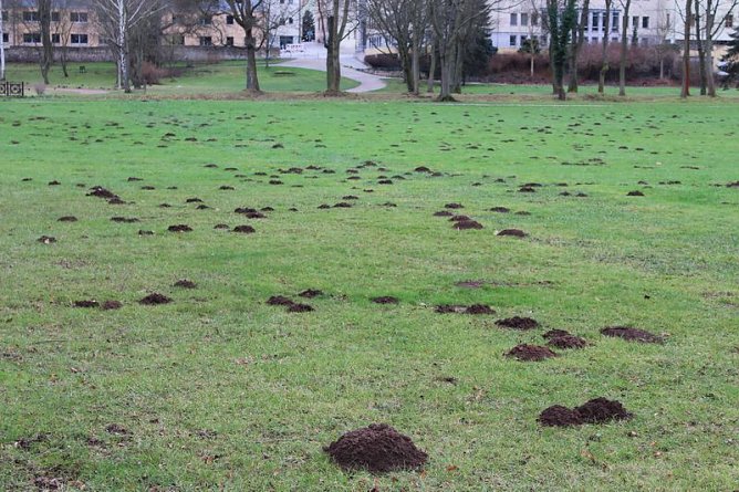 Maulwurfsinvasion im Schlosspark Sondershausen? (Foto: Karl-Heinz Herrmann)