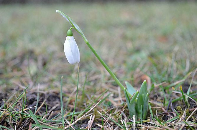 Fr&uuml;hling in Greu&szlig;en? (Foto: Andreas Hocke)