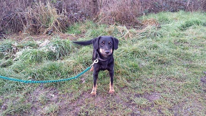 Pitti (Foto: B. Hellrung) Pitti (Foto: B. Hellrung)