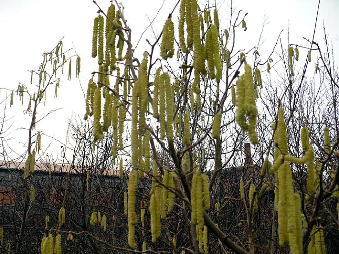 Fr&uuml;hjahrsbl&uuml;her (Foto: Hans-J&uuml;rgen Schmidt)
