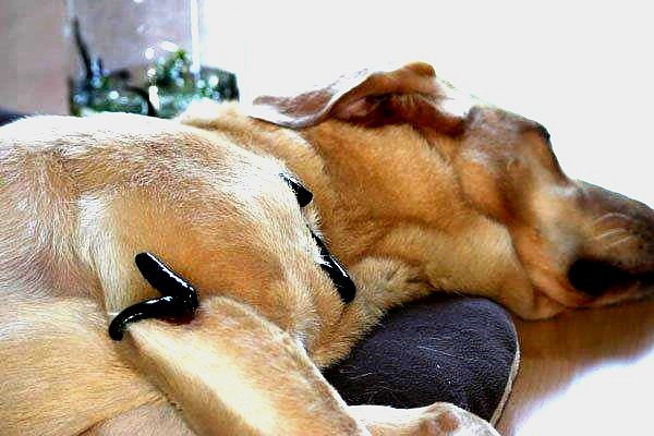 Blutegeltherapie f&uuml;r Hunde (Foto: Privat)