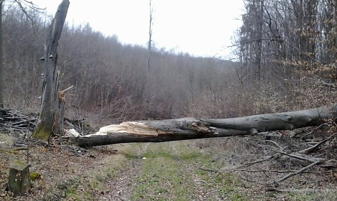 Riese Timpetu in der Windleite? (Foto: Karl-Heinz Herrmann) Riese Timpetu in der Windleite? (Foto: Karl-Heinz Herrmann)