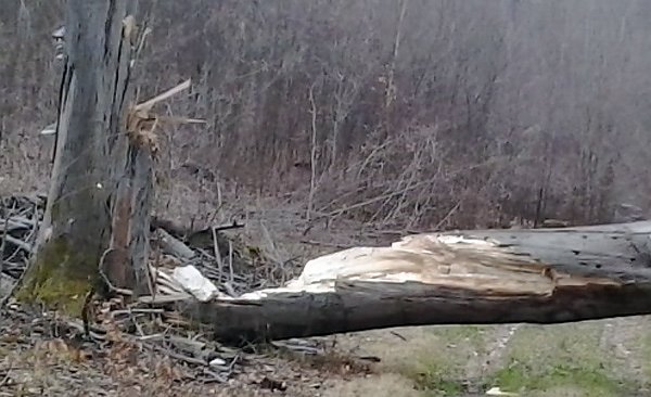 Riese Timpetu in der Windleite? (Foto: Karl-Heinz Herrmann) Riese Timpetu in der Windleite? (Foto: Karl-Heinz Herrmann)